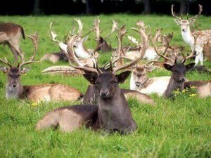 best tips for hunting deer