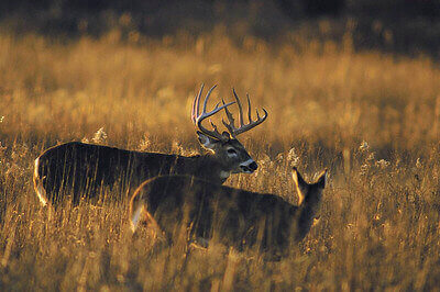 best tips for hunting whitetail deer
