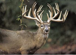 best whitetail deer hunting tips