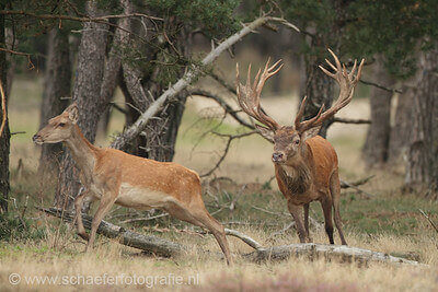 230 Best Whitetail Deer Hunting Tips