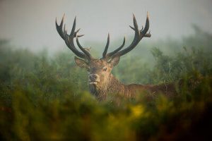 tips for hunting whitetail