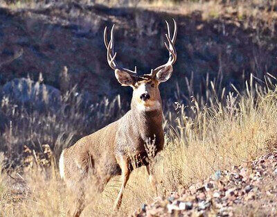 tips for hunting whitetail deer