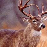 whitetail deer hunting tips