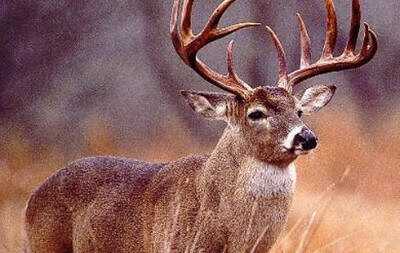 whitetail deer hunting tips