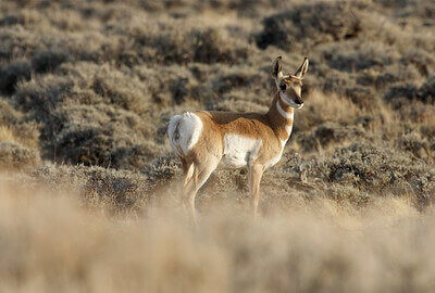 antelope hunting