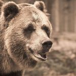 bear hunting