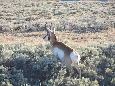 beginner antelope hunting tips