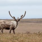 beginner caribou hunting tips
