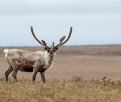beginner caribou hunting tips