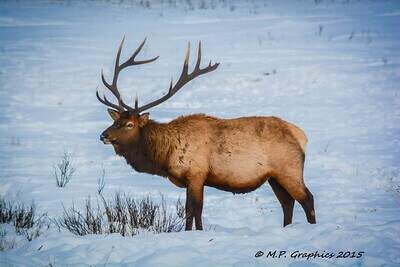 beginner elk hunting tips