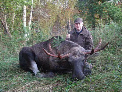 beginner moose hunting tips