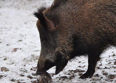 34 Best Pig Hunting Tips
