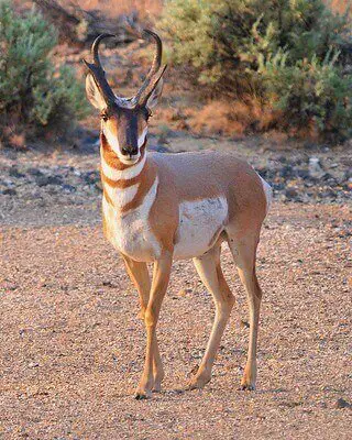 24 Best Pronghorn Antelope Hunting Tips