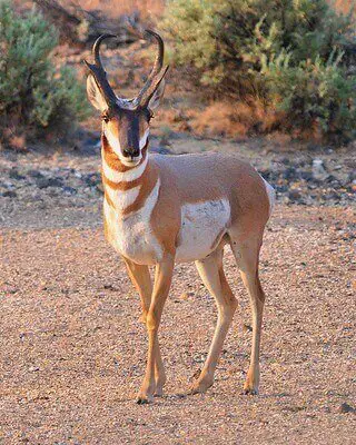 beginner pronghorn hunting tips