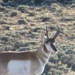 best antelope hunting tips