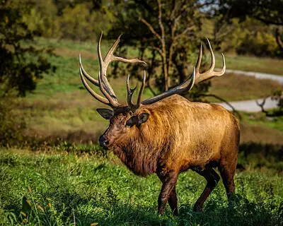 69 Best Elk Hunting Tips