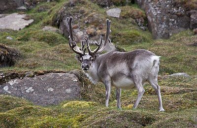 best caribou hunting tips