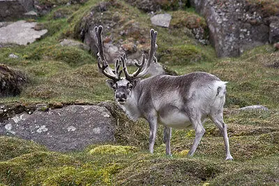 13 Best Caribou Hunting Tips