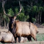 best elk hunting tips for beginners