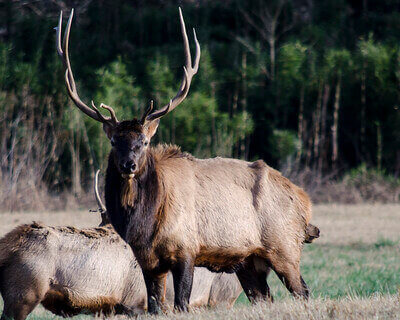 best elk hunting tips for beginners