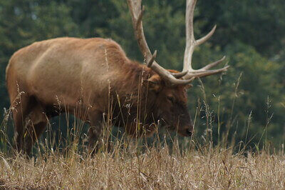 best elk hunting tips