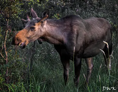 best hunting moose tips