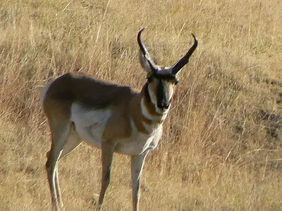 best pronghorn hunting tips