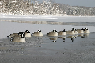 best snow goose hunting tips