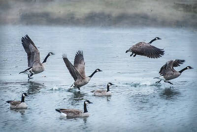 canadian goose hunting tips