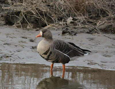 canadian goose hunting