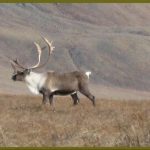 caribou hunting tips