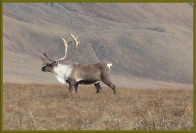 caribou hunting tips