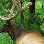elk hunting