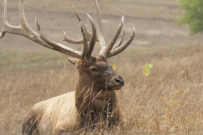 elk hunting tips for beginners