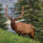 elk hunting tips for season