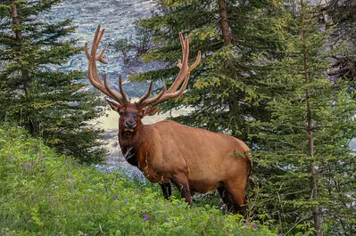 elk hunting tips for season