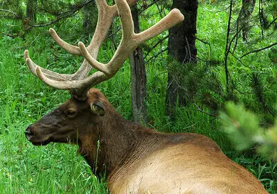 elk hunting