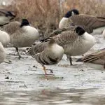 goose hunting