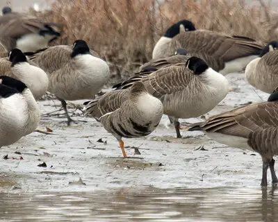 goose hunting