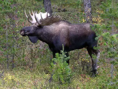 hunting moose tips