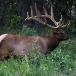 hunting tips for elks