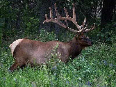 hunting tips for elks