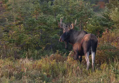 moose hunting tips for beginners