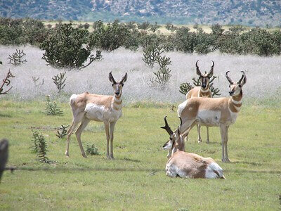 pronghorn hunting tips