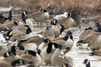 snow goose hunting