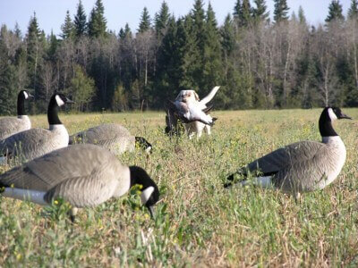 top canadian goose hunting tips