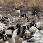 top goose hunting tips