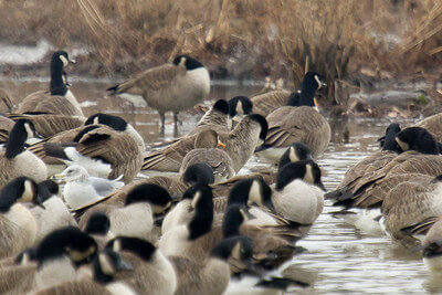 top goose hunting tips