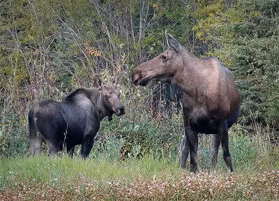 top moose hunting tips for beginners