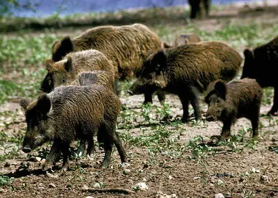 top pig hunting tips